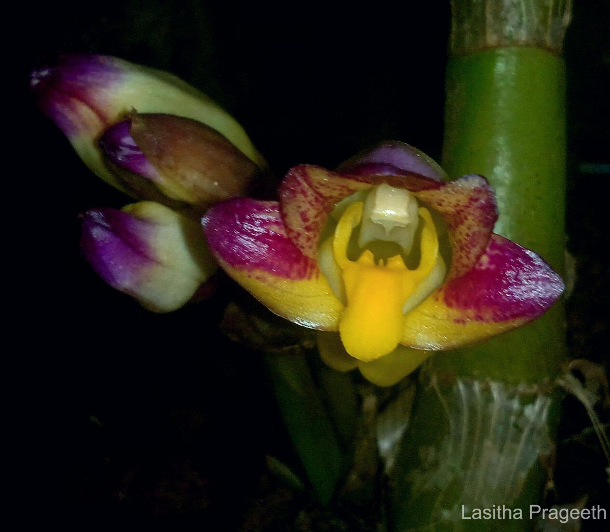 Acanthophippium bicolor Lindl.